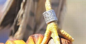 Turkey-Bird-Tag