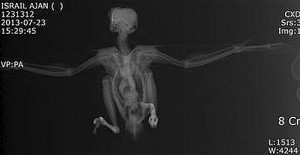 Turkey-Bird-X-Ray