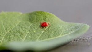 Pequeñas arañas rojas como ésta causan daño a los cultivos al chupar los nutrientes de las hojas. El BioPersimilis, un producto de BioBee, es un depredador de la araña e inofensivo para las plantas. Foto vía Shutterstock.com