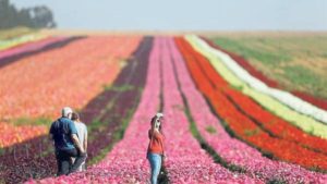 Con riego se transformó una zona muy árida en un campo de flores.