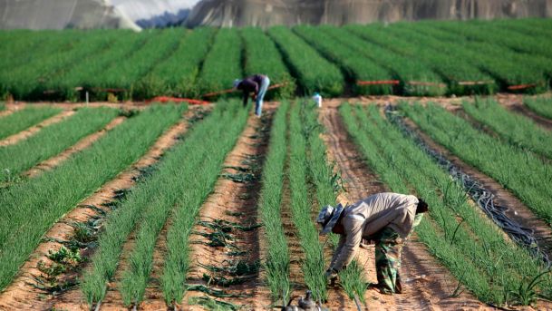 Israel La Nacion Que Desarrollo Una Prospera Agricultura En Medio Del Desierto Unidos X Israel