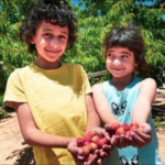 Un proyecto llena de cerezos en flor al árido Negev israelí
