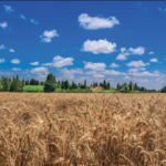 El calentamiento global está poniendo en peligro el trigo: estudio