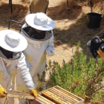 Techos vacíos de Jerusalén Este se vuelven productoras de miel y paz